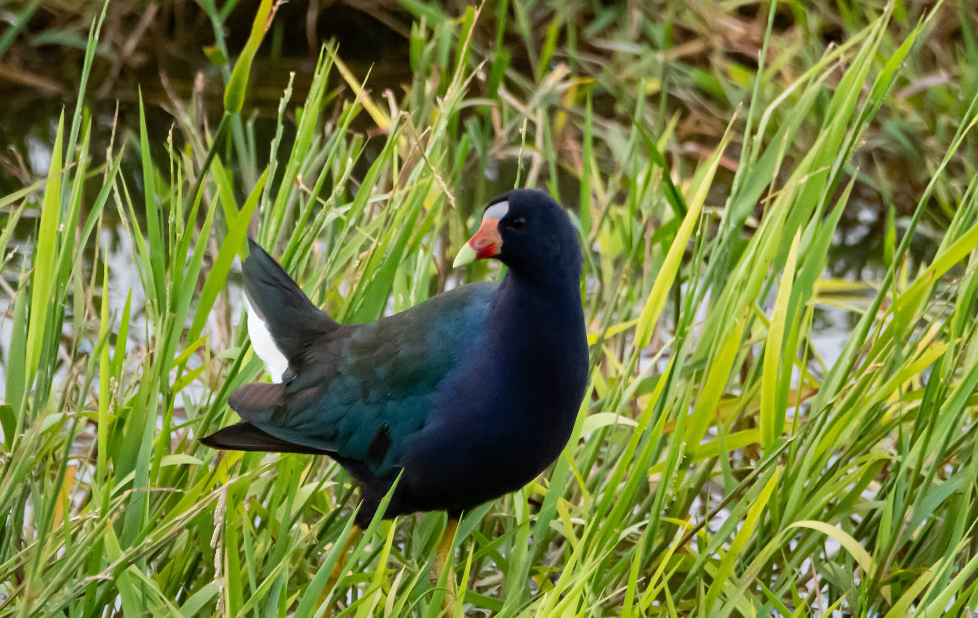 Vogels op Bonaire - Hans Smulders